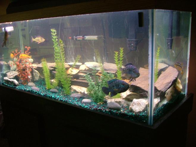 55 gallons freshwater fish tank (mostly fish and non-living decorations) - 75 gallon freshwater ,
