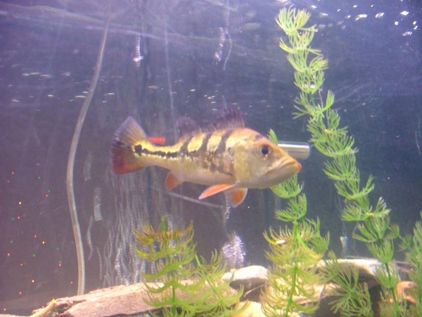 Rated #52: Freshwater Fish - Cichlia Ocellaris - Peacock Bass (ocellaris) Stocking In 55 Gallons Tank - this is in memory of my bass
he died on my 31st birthday 02-20-09.
R.I.P.