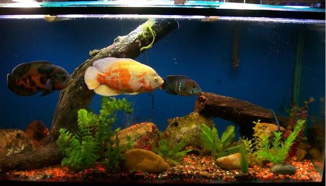 freshwater fish - astronotus ocellatus - albino oscar stocking in 120 gallons tank - i have 2 oscar fishes and a green terror cichild  the tank dimensions are 140 large  60 tall and 50 wide  all cm  
lighting : is flurecent light around 220 watts 
Filtration Aqua clear 70 filter