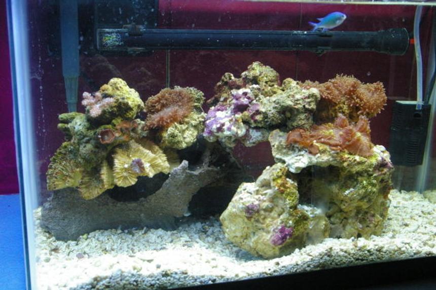 Rated #208: 75 Gallons Reef Tank - 10 gallon reef tank