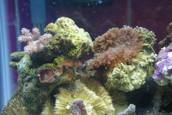 corals inverts - rhodactis indosinensis - hairy mushroom stocking in 75 gallons tank - mushrooms some zoo's and a little kenya