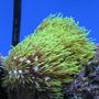 corals inverts - briareum sp. - starburst polyp stocking in 55 gallons tank - Green Star Polyop