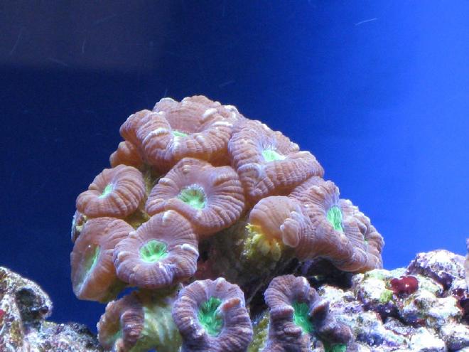 corals inverts - caulastrea furcata - candy cane coral stocking in 55 gallons tank - Candy Cane