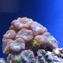 corals inverts - caulastrea furcata - candy cane coral stocking in 55 gallons tank - Candy Cane