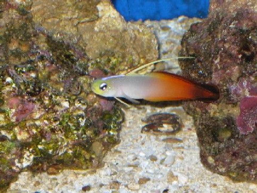 Rated #60: Saltwater Fish - Nemateleotris Magnifica - Firefish Stocking In 55 Gallons Tank - Fire Fish