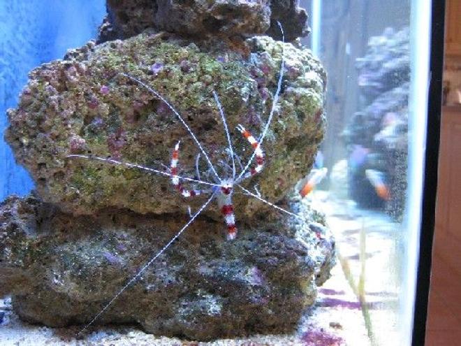 corals inverts - stenopus hispidus - banded coral shrimp stocking in 55 gallons tank - Banded Coral Shrimp