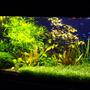 190 gallons planted tank (mostly live plants and fish) - update, 11 month after setup