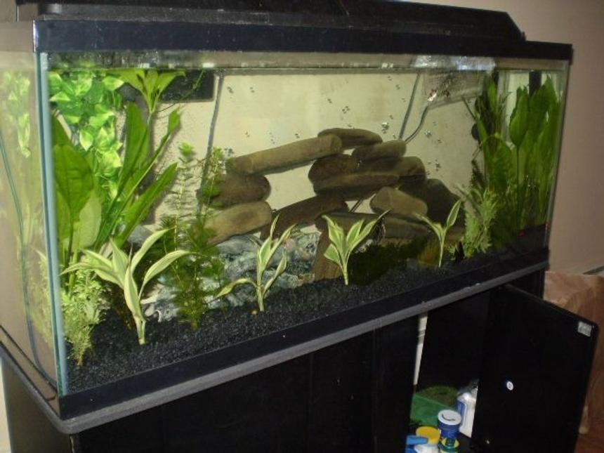 Rated #1995: 55 Gallons Planted Tank - planted around the front and side, with rocks from outside
