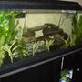 55 gallons planted tank (mostly live plants and fish) - planted around the front and side, with rocks from outside