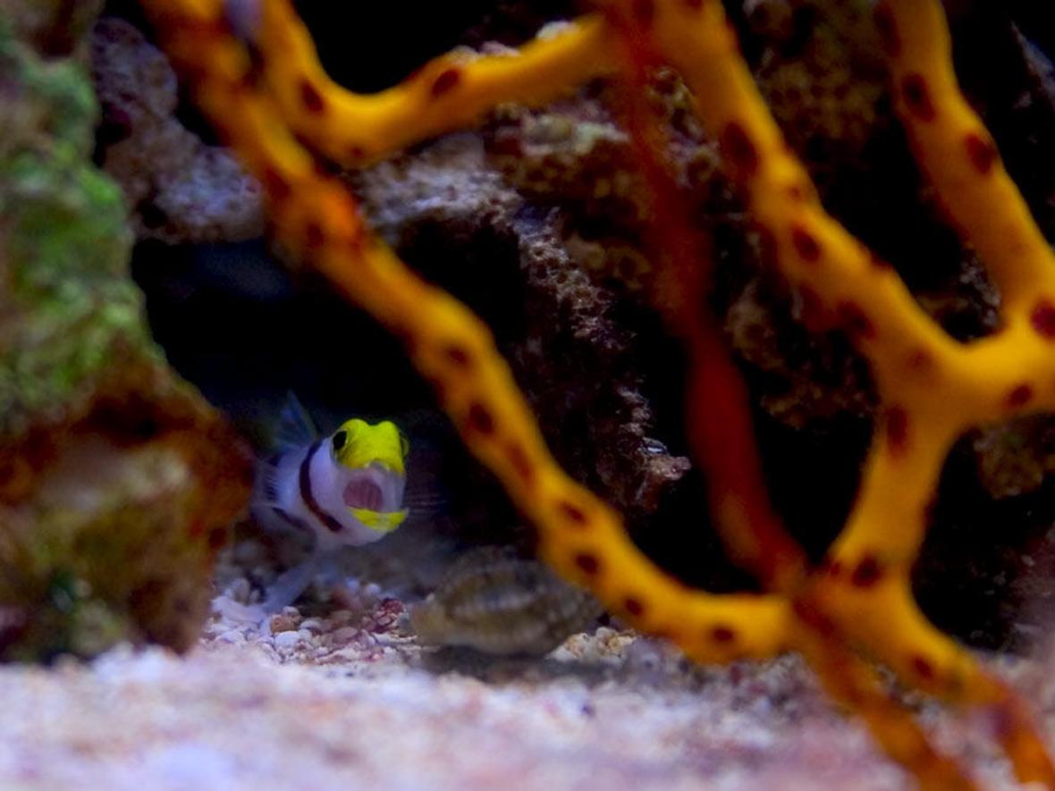 corals inverts - diodogorgia nodulifera - yellow finger gorgonian stocking in 26 gallons tank - My hi fin red banded shrimp goby, Aria, telling a nassarius snail to beat it.
