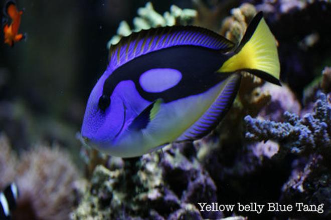 saltwater fish - paracanthurus hepatus var. - blue & yellow hippo tang stocking in 120 gallons tank - African yellow belly blue tang