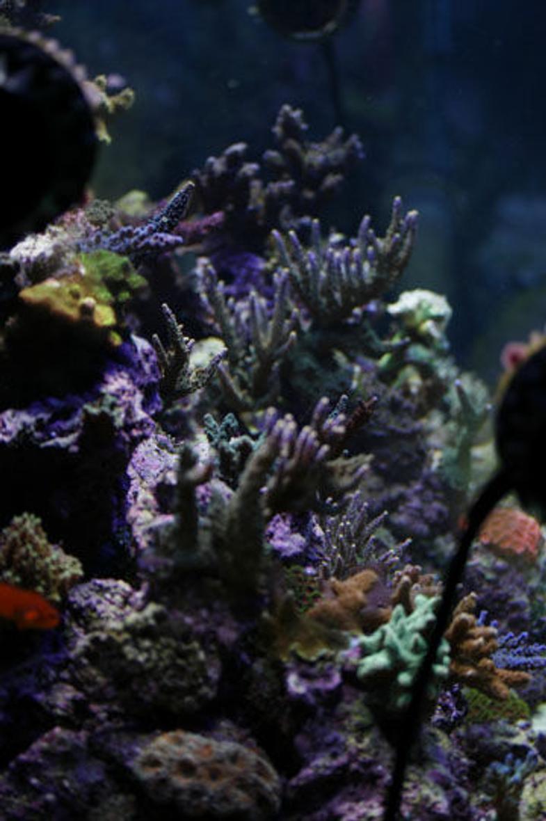 Rated #48: Corals Inverts - Acropora Sp. - Branching Acropora Coral Stocking In 120 Gallons Tank - 120 gallon reef