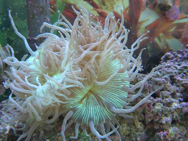 corals inverts - catalaphyllia jardinei - elegance coral stocking in 125 gallons tank - Australian Elegance Coral