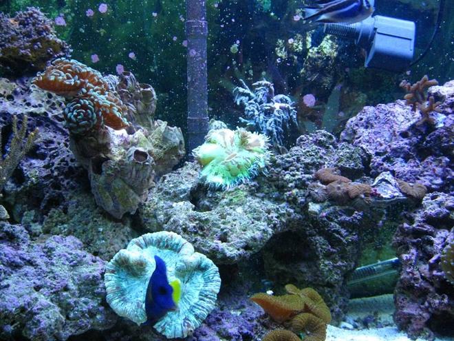 corals inverts - caulastrea furcata - candy cane coral stocking in 125 gallons tank - A quick snapshot of half my tank