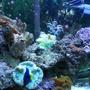 corals inverts - caulastrea furcata - candy cane coral stocking in 125 gallons tank - A quick snapshot of half my tank