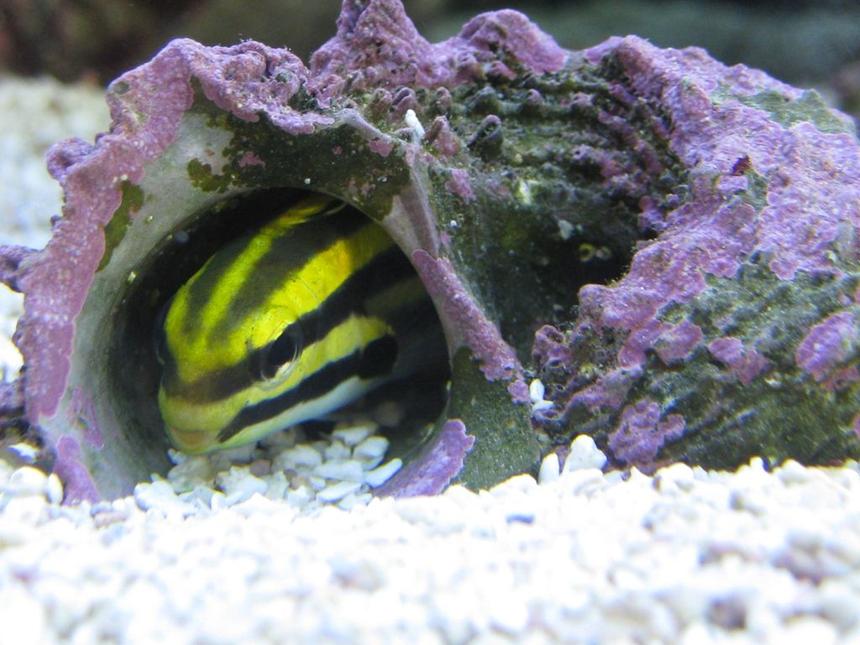 Rated #25: Saltwater Fish - Meiacanthus Grammistes - Striped Blenny Stocking In 125 Gallons Tank - This black strip fang blenny has more personality than any fish I've ever seen.  He loves to hide in his shell and pretend he's an eel.
