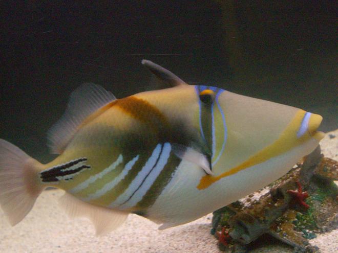 saltwater fish - rhinecanthus aculeatus - humu picasso triggerfish stocking in 125 gallons tank - Picasso Trigger Fish. She's very photogenic and I caught her at Diamond Head in Hawaii. She put up a good fight!
