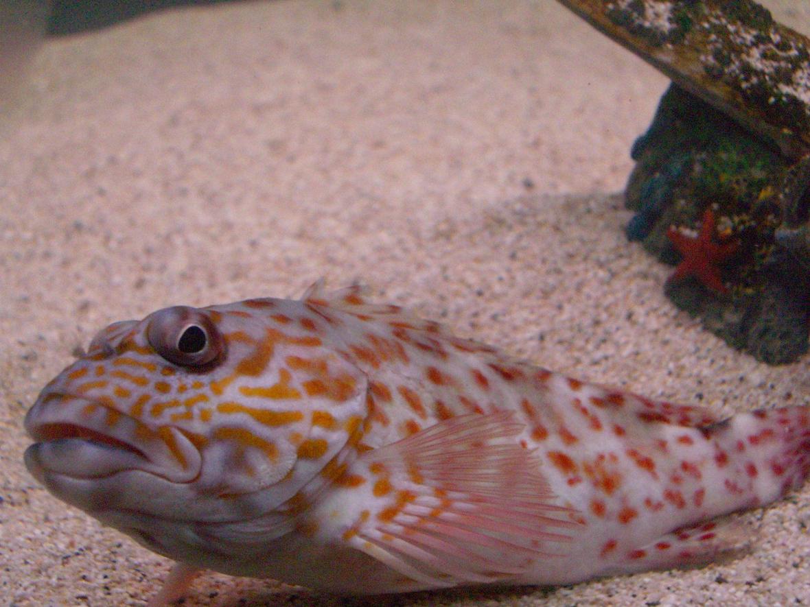 saltwater fish - cirrhitichthys aprinus - spotted hawkfish stocking in 125 gallons tank - Hawk Fish . Caught it with a hand line . 4 in long.