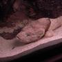 saltwater fish - scorpion fish stocking in 125 gallons tank - Scorpion fish AKA Devil fish . One of the worlds most poisonous fish caught in with my hand net very scary when it gets mad !!