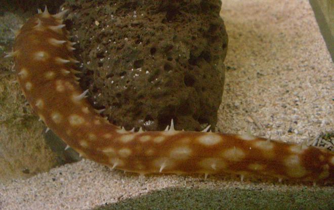 corals inverts - holothuria sp. - sea cucumber, tiger tail stocking in 125 gallons tank - Spiny cucumber !!!