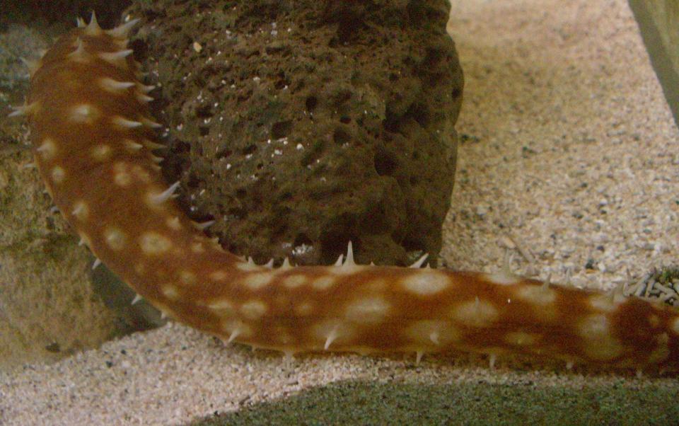 corals inverts - holothuria sp. - sea cucumber, tiger tail stocking in 125 gallons tank - Spiny cucumber !!!