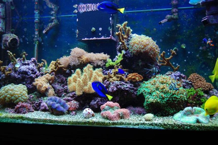 Rated #41: 120 Gallons Reef Tank - My tank.