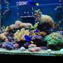 120 gallons reef tank (mostly live coral and fish) - My tank.