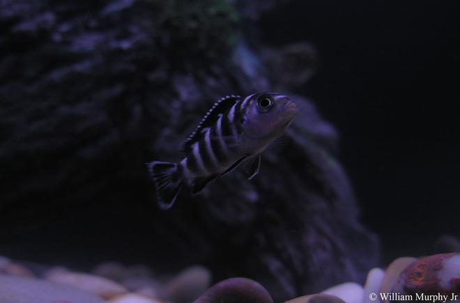 freshwater fish - pseudotropheus demasoni - demasoni cichlid stocking in 36 gallons tank - Demasoni Cichlid