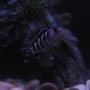 freshwater fish - pseudotropheus demasoni - demasoni cichlid stocking in 36 gallons tank - Demasoni Cichlid