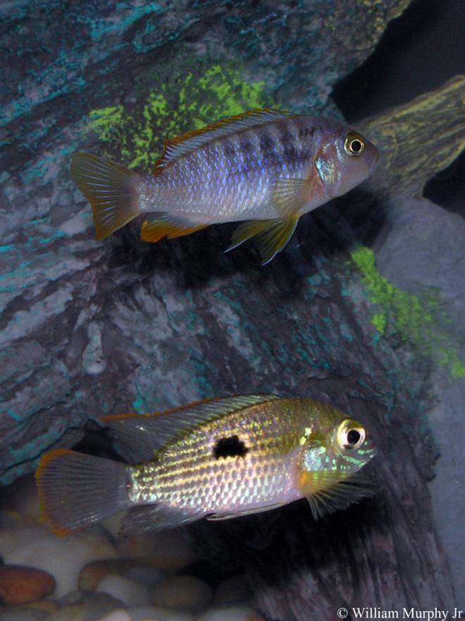 freshwater fish - iodotropheus sprengerae - rusty cichlid stocking in 36 gallons tank - Rusty Cichlid and Green Terror Cichlid