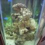 60 gallons saltwater fish tank (mostly fish, little/no live coral) - 2mths in.