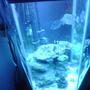 60 gallons freshwater fish tank (mostly fish and non-living decorations) - n/a