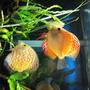 freshwater fish - symphysodon spp. - pigeon blood discus stocking in 55 gallons tank - My Discus