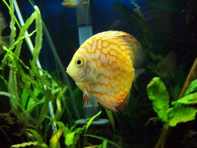 freshwater fish - symphysodon spp. - pigeon blood discus stocking in 55 gallons tank - Pigeon Blood Discus