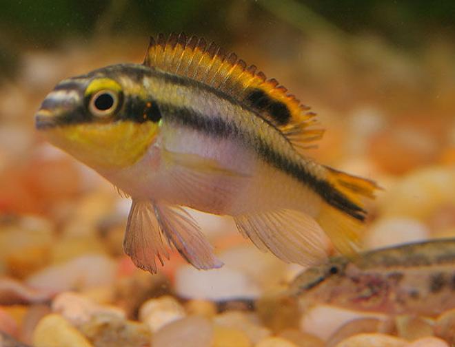 freshwater fish - pelvicachromis pulcher - albino kribensis cichlid stocking in 45 gallons tank - Kribensis Cichlid