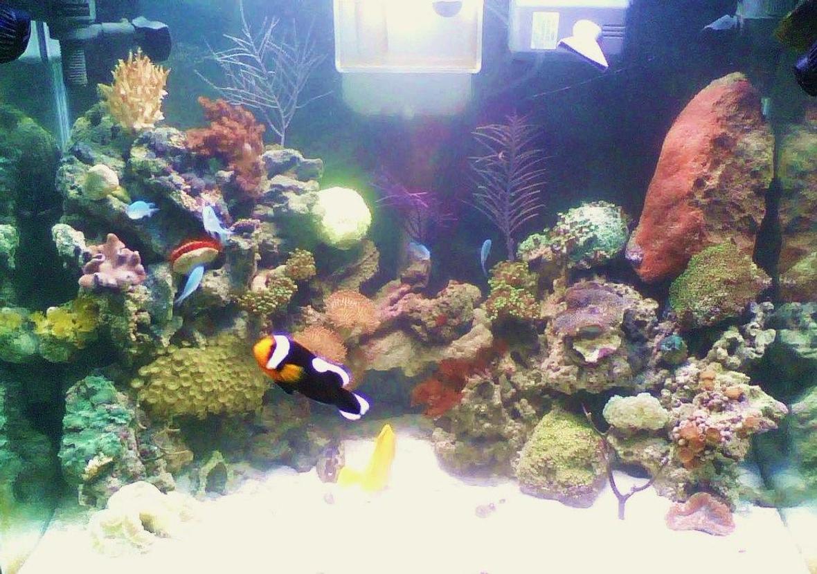 corals inverts - zoanthus sp. - green polyps stocking in 56 gallons tank - front view