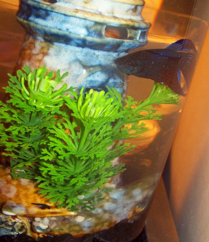 freshwater fish - betta splendens stocking in 10 gallons tank - betta