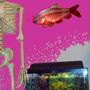 fish tank picture - 10 gallon tank beside my friend ;) with the male cherry barb from that tank photoshopped on the wall.