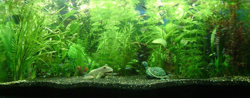 Rated #999: 50 Gallons Planted Tank - My first tropical aquarium