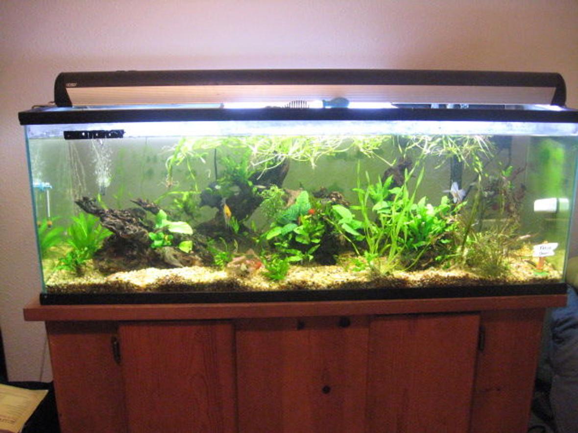 50 gallons planted tank (mostly live plants and fish) - all live plants nothing fake. amazon root wood. about 30 fish in this 50 gallon show tank