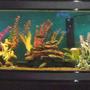180 gallons freshwater fish tank (mostly fish and non-living decorations) - My African Tank