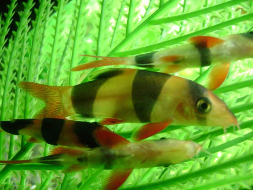 Rated #1159: Freshwater Fish - Botia Macracantha - Clown Loach Stocking In 50 Gallons Tank - 4 clown loaches, they did a real good job cleaning up leftover foods and snails. I will be moving them once they get too large.