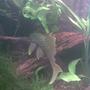 freshwater fish - baryancistrus demantoides - green phantom pleco stocking in 180 gallons tank - L200 Green Phantom Pleco