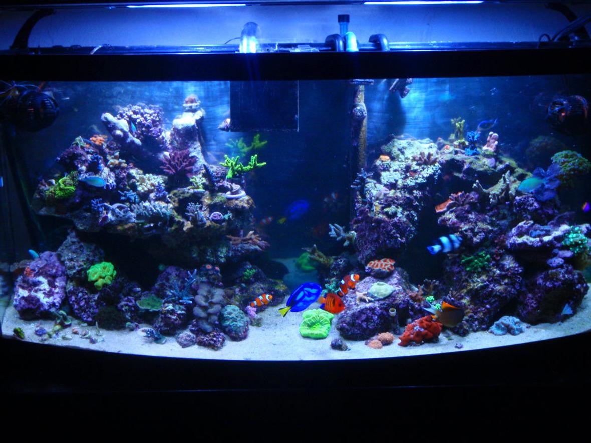 72 gallons reef tank (mostly live coral and fish) - New Pic of my 72 Bowfront. New Aquascape, New Lights, New Ballast, New Corals, New Fish. Enjoy!!!