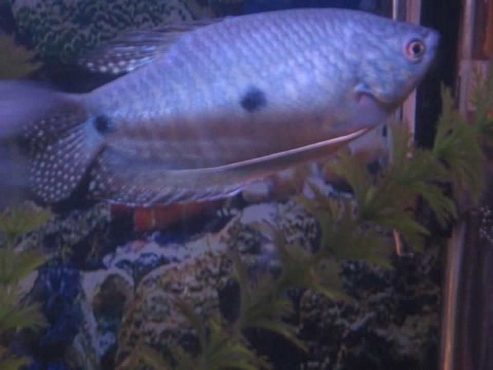 freshwater fish - trichogaster trichopterus - blue gourami stocking in 40 gallons tank - blue gourami