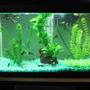 40 gallons freshwater fish tank (mostly fish and non-living decorations) - Guppy Tank; 15 Gallon Tank