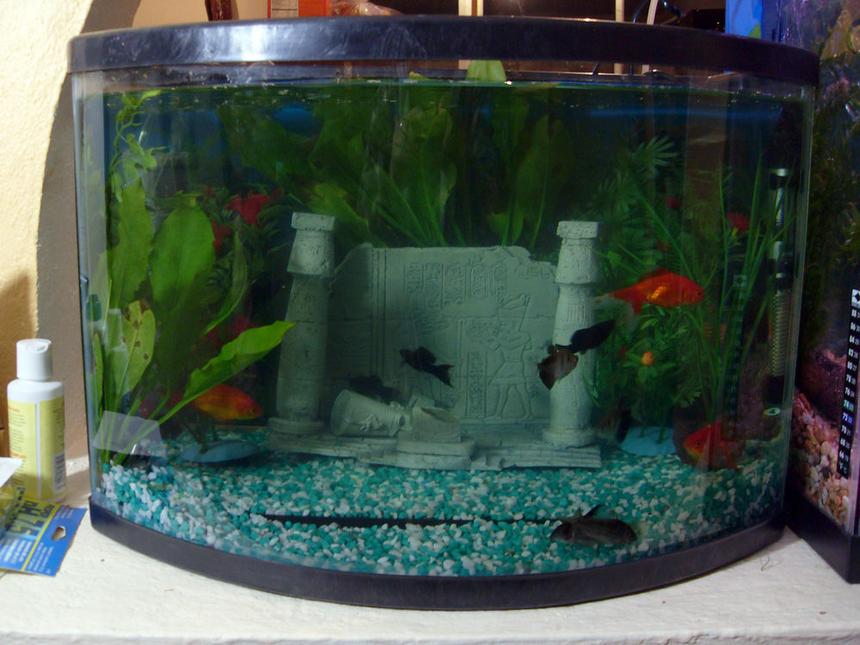 Rated #2182: 10 Gallons Planted Tank - my fish tank