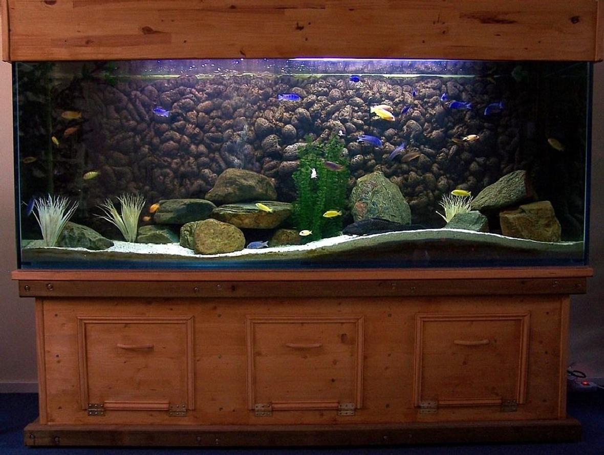 240 gallons freshwater fish tank (mostly fish and non-living decorations) - This is my 240 gallon Malawi tank with about 50 Malawi cichlids and 1 Pleco.