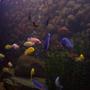 freshwater fish - labidochromis caeruleus - electric yellow cichlid stocking in 240 gallons tank - some of my Mbuna and other Malawi cichlids