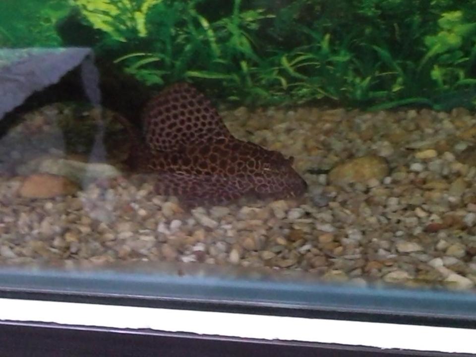 freshwater fish - hypostomus punctatus - trinidad pleco stocking in 150 gallons tank - My pleco. About a year old